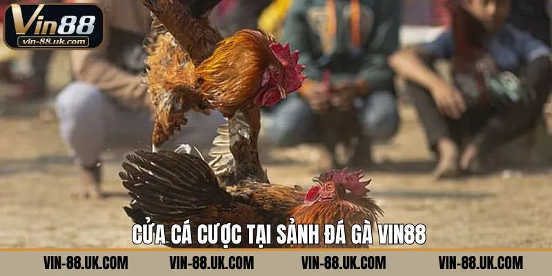Khám phá các cửa cược đá gà tại Vin88 thịnh hành trên nền tảng