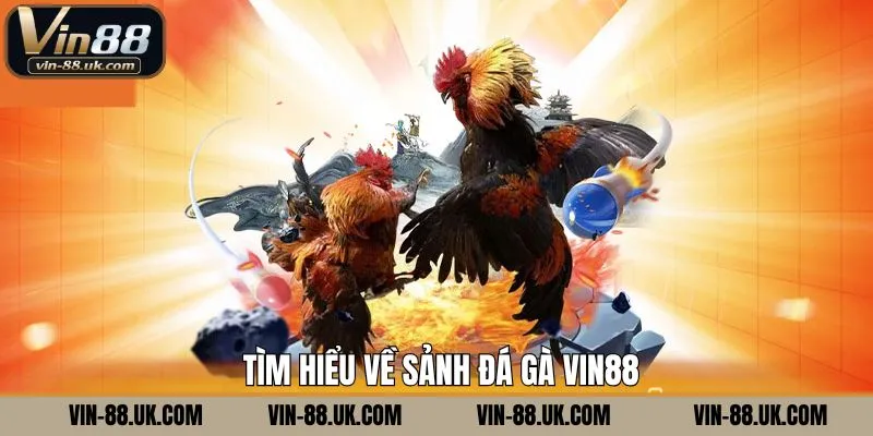 Đôi nét về sảnh đá gà tại Vin88