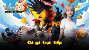 VIN88 Đá gà trực tiếp