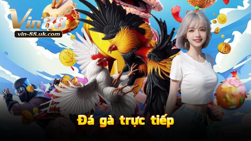 VIN88 Đá gà trực tiếp